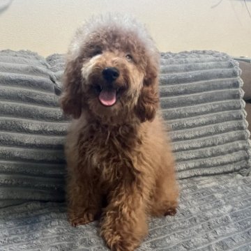 ミニチュアプードル【青森県・男の子・2025年6月16日・レッド】の写真「濃い綺麗なレッドの美しい子です。」