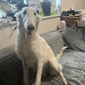 ボルゾイ【青森県・女の子・2025年5月12日・ホワイト&クリーム】の写真「訳あり激安特価」