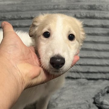 ボルゾイ【青森県・女の子・2025年10月3日・ホワイト&アプリコット】の写真「小ぶりの愛らしい女の子」