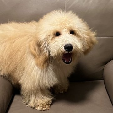 ミディアムプードル【青森県・女の子・2025年5月24日・オレンジフォーン】の写真「訳あり特価です。」