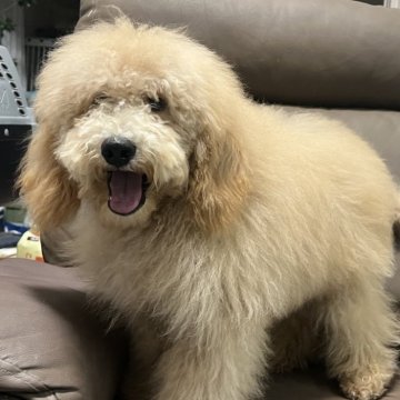 ミディアムプードル【青森県・男の子・2025年5月25日・オレンジフォーン】の写真「訳あり特価です。」