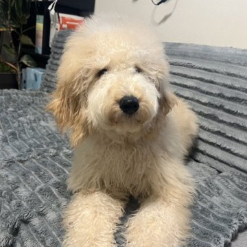 スタンダードプードル【青森県・女の子・2025年6月14日・ペールフォーン】の写真「ミディアムサイズです。」