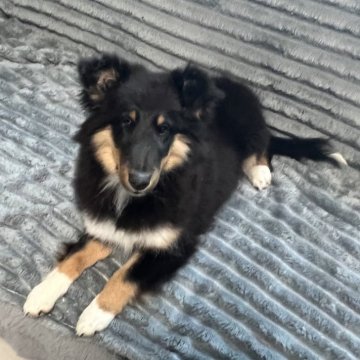 シェットランドシープドッグ【青森県・女の子・2025年7月22日・ブラックタン&ホワイト】の写真「かっこいいブラックの女の子💕」