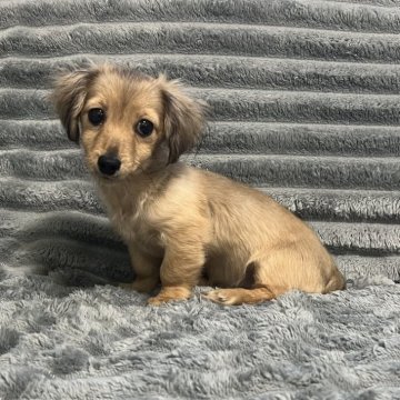 カニンヘンダックスフンド(ロング)【青森県・男の子・2025年7月29日・レディシュイエロー(旧シェーデッドゴールド)】の写真「唯一無二の超超ミニサイズ。めちゃくちゃ可愛い💕」