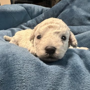 タイニープードル【青森県・男の子・2025年12月10日・ホワイト】の写真「真っ白美しい」