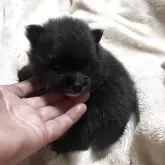 ポメラニアン