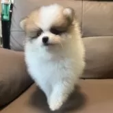 ポメラニアン