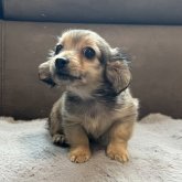 カニンヘンダックスフンド(ロング)