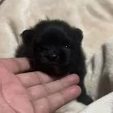 ポメラニアン