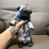 パグ