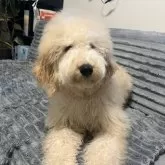 スタンダードプードル