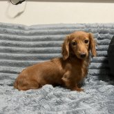 カニンヘンダックスフンド(ロング)