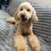 ミディアムプードル