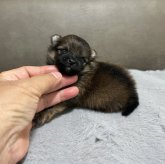 ポメラニアン