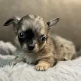 チワワ(ロング)