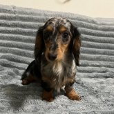 カニンヘンダックスフンド(ロング)