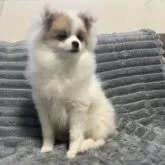 ポメラニアン【青森県・女の子・2025年7月9日・オレンジ&ホワイト】の写真5