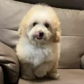 タイニープードル【青森県・男の子・2025年8月31日・オレンジフォーン】の写真2