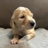 サルーキ【青森県・女の子・2025年9月24日・ゴールド】の写真2