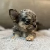 チワワ(ロング)【青森県・男の子・2025年5月4日・ブルーマール】の写真5