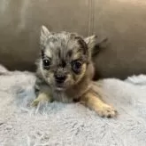 チワワ(ロング)【青森県・男の子・2025年5月4日・ブルーマール】の写真7