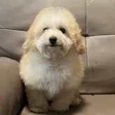 タイニープードル【青森県・男の子・2025年8月31日・オレンジフォーン】の写真4