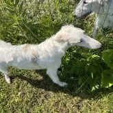 ボルゾイ【青森県・女の子・2024年12月30日・ホワイト&クリーム】の写真5