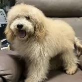 ミディアムプードル【青森県・男の子・2025年5月24日・オレンジフォーン】の写真7