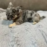 チワワ(ロング)【青森県・男の子・2025年5月4日・ブルーマール】の写真10