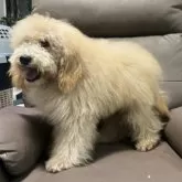 ミディアムプードル【青森県・男の子・2025年5月24日・オレンジフォーン】の写真8