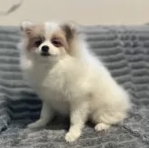 ポメラニアン【青森県・女の子・2025年7月9日・オレンジ&ホワイト】の写真10