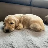 サルーキ【青森県・女の子・2025年9月24日・ゴールド】の写真9