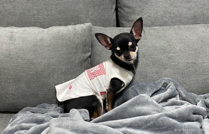 チワワ(スムース)【・女の子・2021年7月27日・ブラック＆タン】