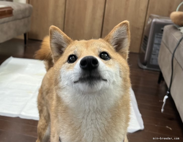 豆柴【・女の子・2022年1月4日・赤】