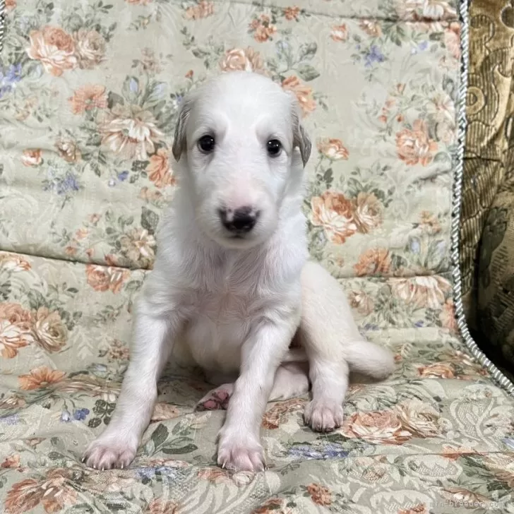 ID:2408-03543の子犬