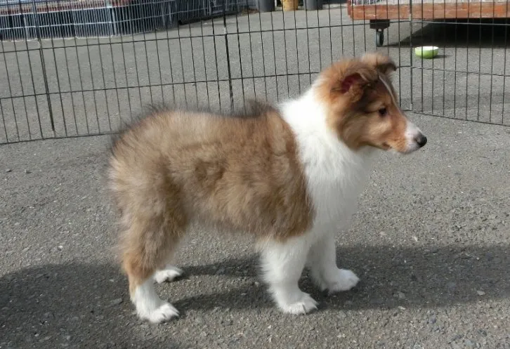 ID:1601-01503の子犬