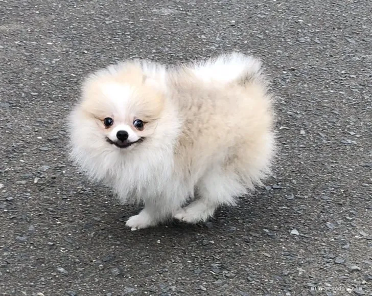 ID：1909-00755の子犬