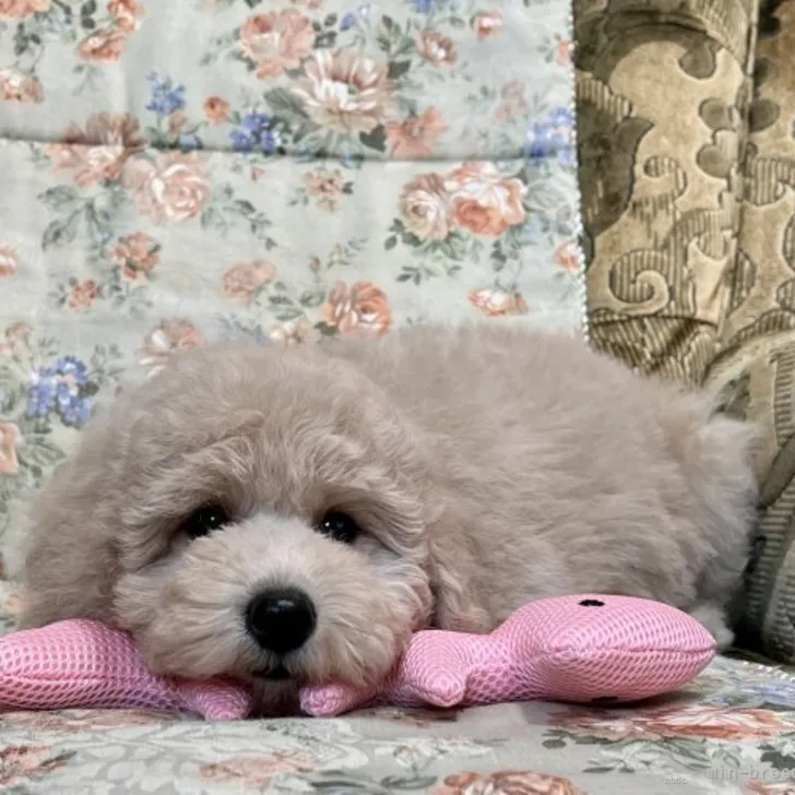 ID：2204-00191の子犬