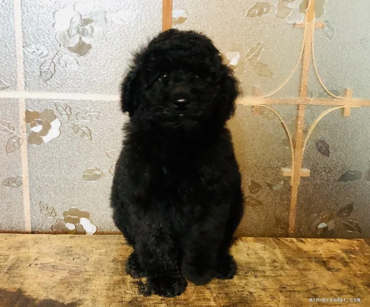 ID：1908-00708の子犬