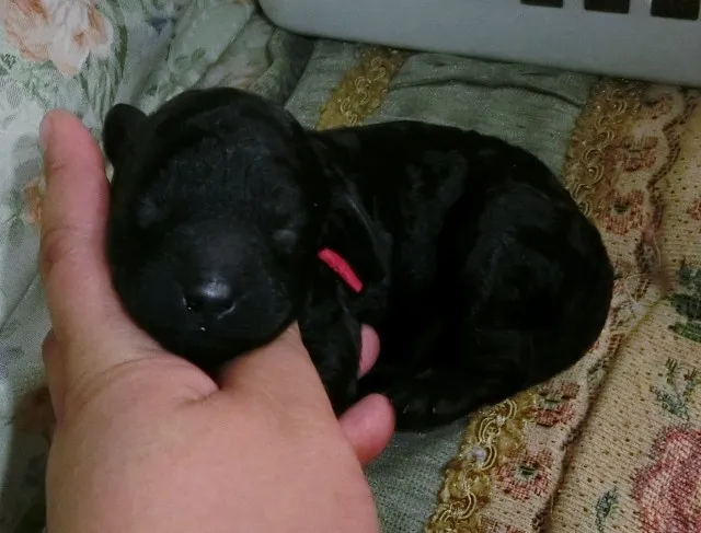 ID：1407-01365の子犬