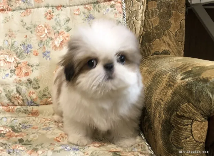 ID:2105-00130の子犬