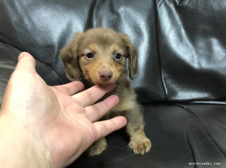 ID：2005-03094の子犬