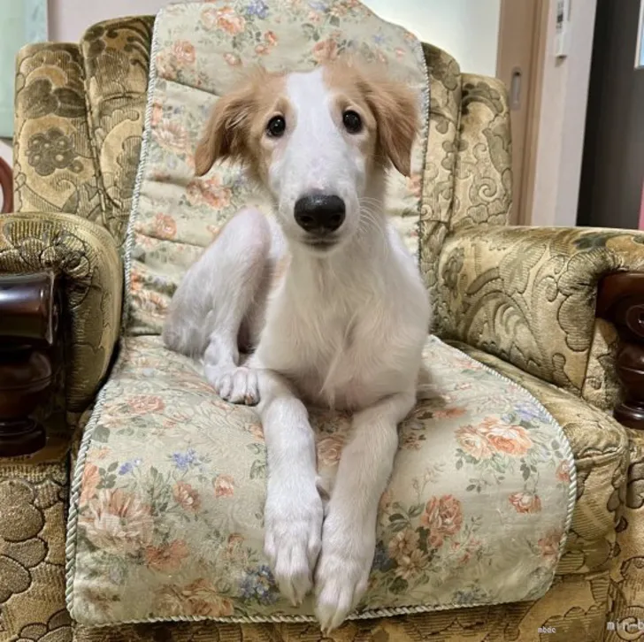 ID:2205-02518の子犬