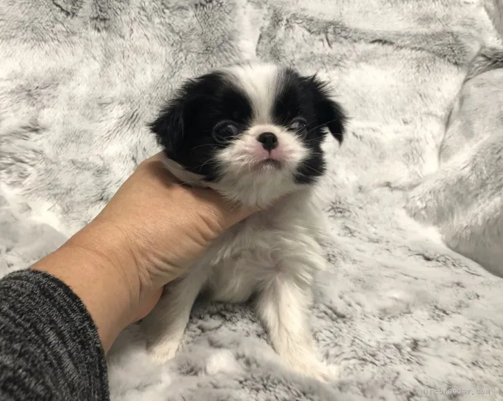 ID：2203-02552の子犬