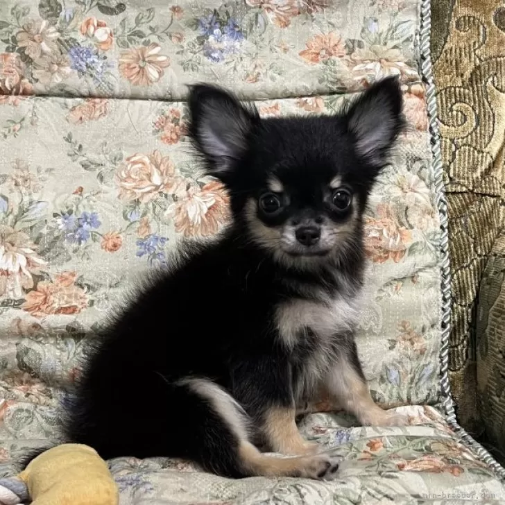 ID:2407-04619の子犬