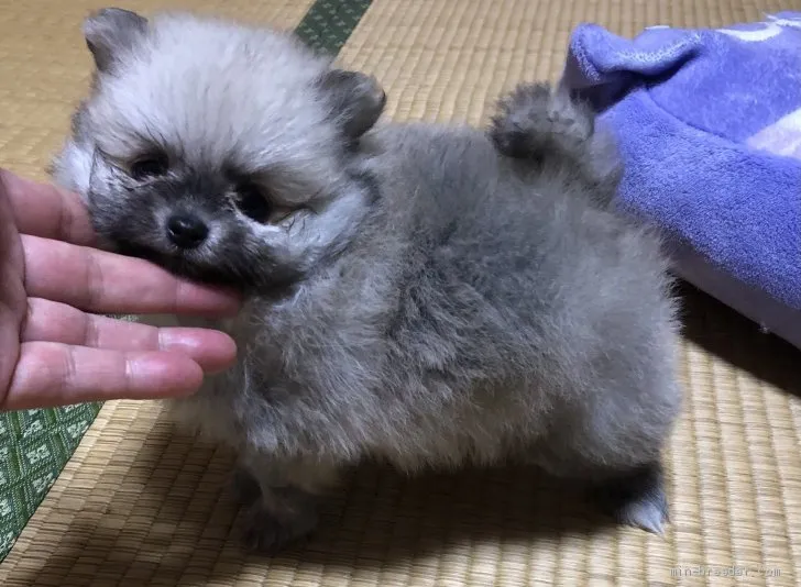 ID：2103-00869の子犬