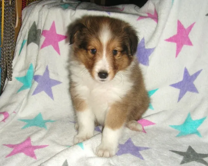 ID:1109-00039の子犬