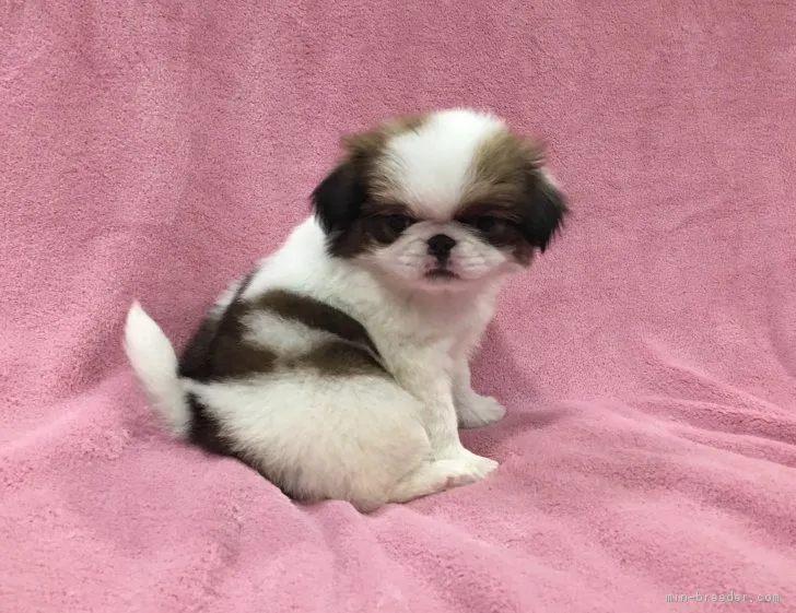 ID：1801-02270の子犬