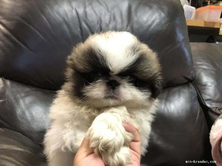 ID：2005-03737の子犬