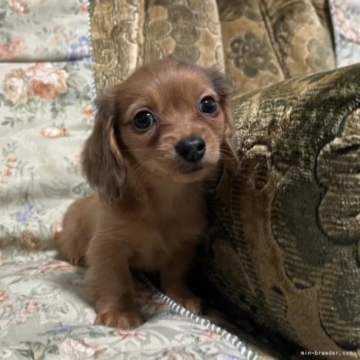 ID：2312-00806の子犬